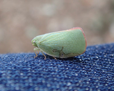 �l�̑��Ɏ~�܂�A�I�o�n�S����