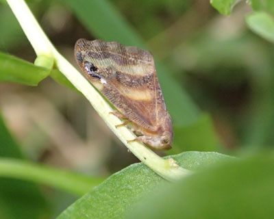 �P�O���ɂ܂����̃x�b�R�E�n�S����