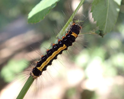 ���Ԃ�S�}�t���h�N�K