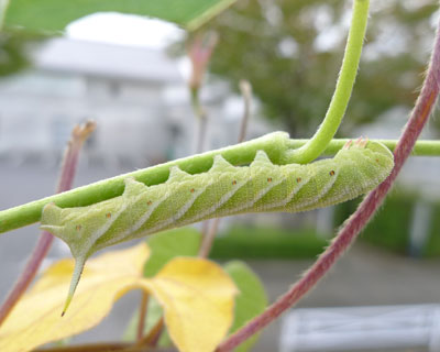 �Ⴋ���̃G�r�K���X�Y��