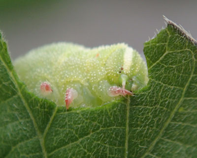 �Ԃ�ȓ��̃G�r�����