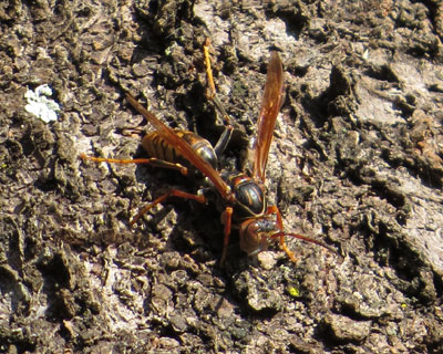 �ӏH�A�V�i�K�o�`