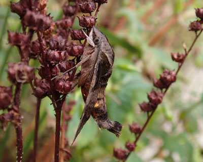 �~�܂�ƕʐl��