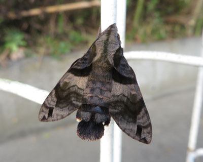 ������z�V�z�E�W���N�H