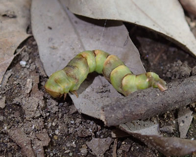 ���̕s���̑��C��