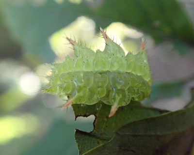 �����ʂ�A�J�C���K