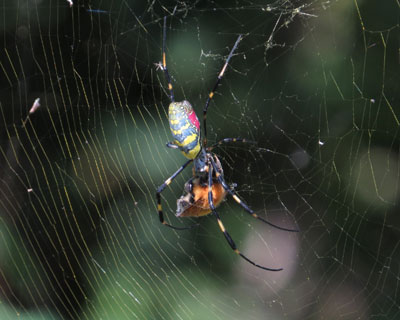 �H�ɂ͂܂����͂��H�ׂĂ��W�����E�O��