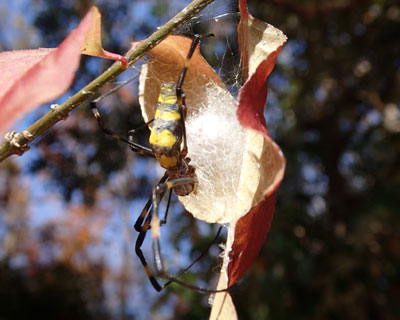 �₪�ė����Y���