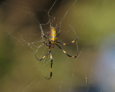 �N���X�}�X�����Ō�Ɏp������