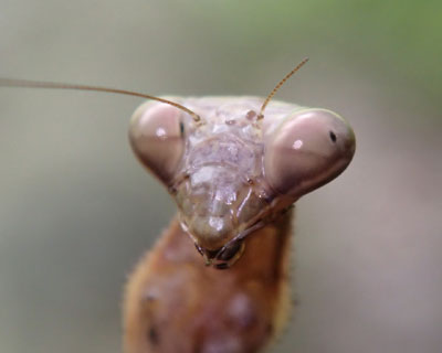 �J�}�L���͂����j�b�R��