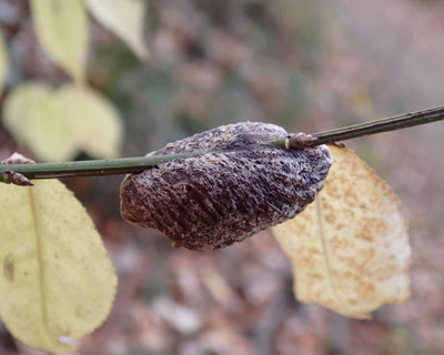 �n���r���J�}�L���̗�