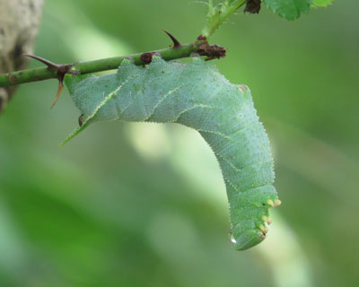 �Ԃ��Ƃ������X�Y��