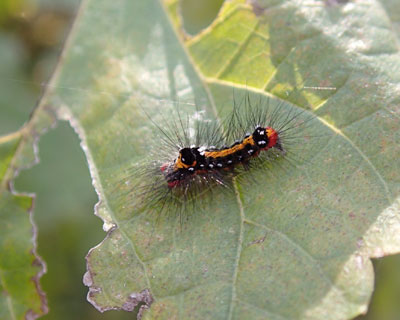 �ɏ������V���h�N�K