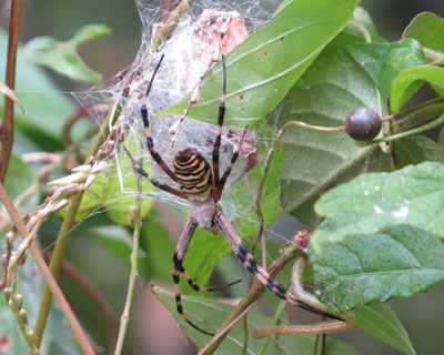 �i�K�R�K�l�O���͂ӂ�ӂ�̏��