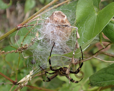 ���ɂ͚₪�B��Ă�