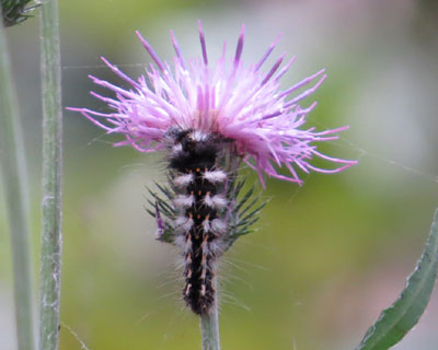 �Ԃ�H�ׂĂ�H�i�V�P������