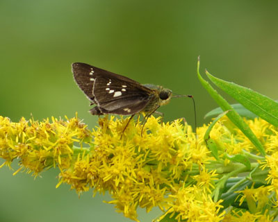 �C�`�����W�Z�Z����