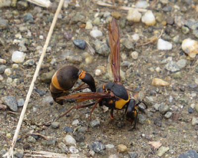 ���Ԃ�X�Y�o�`