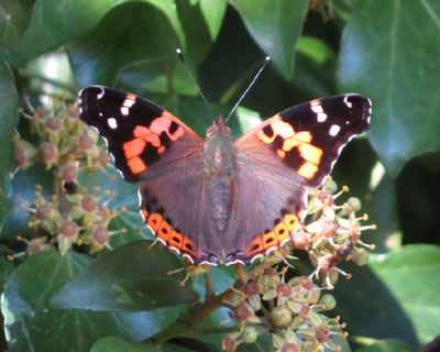 �H�̃A�J�^�e�n