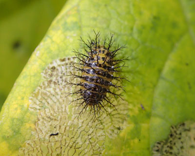 �g�z�V�e���g�E�̗c���ۂ�