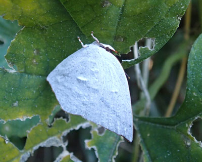 ���������悤�Ɍ�����E���M���V�W�~