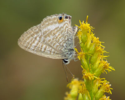 �t���E���i�~�V�W�~