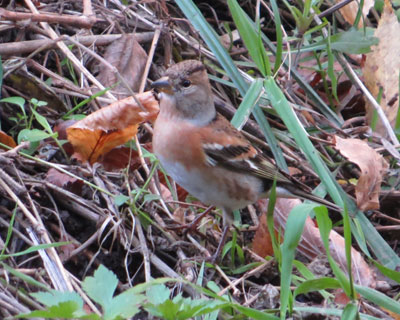 �Ȃ��������A�g��