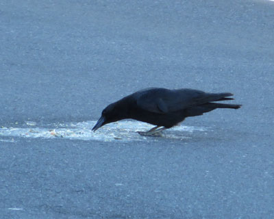 �H��̃Q����H���{�\�����