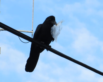 �H��̃r�j�[�����E�����u�g�����