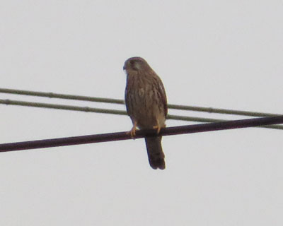 �ߏ��ɂ��Z�܂��̃`���E�Q���{�E