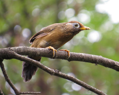 �����f�J���K�r�`���E