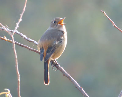 �W���r�q�����Ȃ�