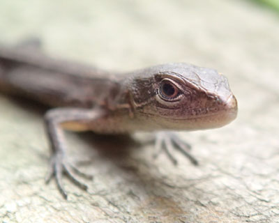 ���������J�i�w�r