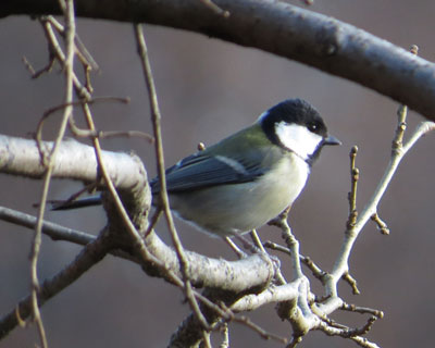 ���Z�V�W���E�J��