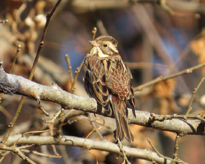 ���Ă��킩��Ȃ��J�V���_�J