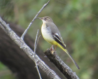 ���������~���̃L�Z�L���C