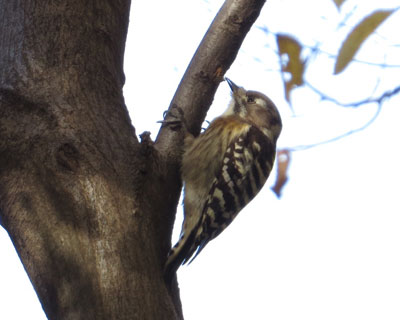 �k�񂾃R�Q��