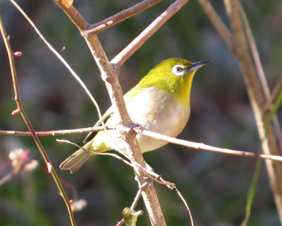 ���񃁃W��