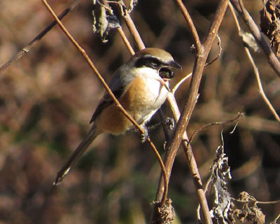 �Ȃɂ��f�������Y��