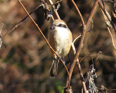 ���͂��H�ׂ�O��