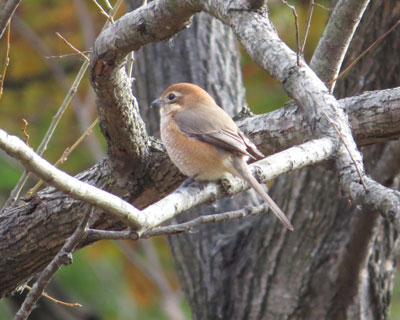 �ۂĂ��Ƃ��킢�����Y�q