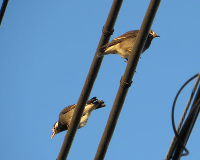 �ŋ߂�����Q�̃��N�h��