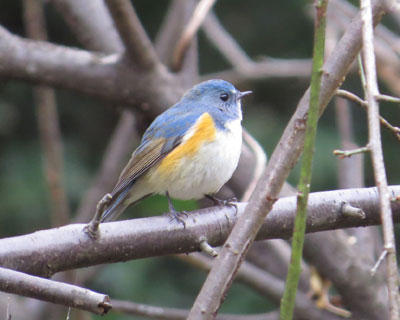 �A�g���̂��΂łځ[���Ƃ��Ă������r�^�L