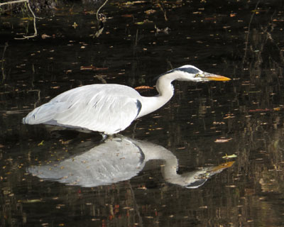 �ē~���p�̃A�I�T�M