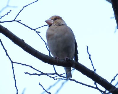 �f�u�V�����A��