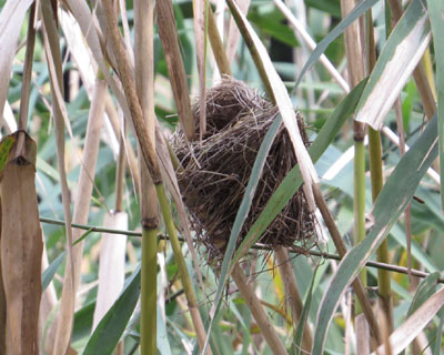 �I�I���V�L���̑��炵��