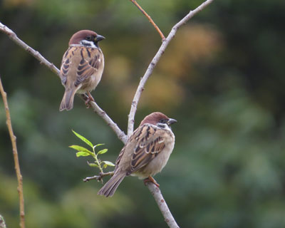 �~�͂ۂ������̃X�Y��