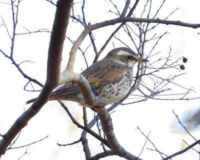 �Ȃ��Ȃ��~��Ă��Ȃ��c�O�~