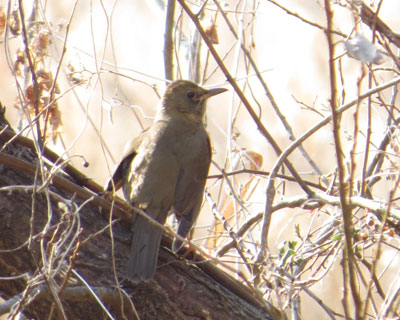 �A�J�n�����Ă�