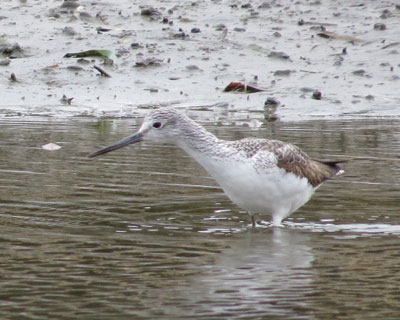 �A�I�A�V�V�M���ȁH